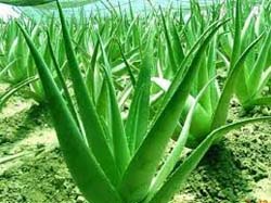 aloe-vera