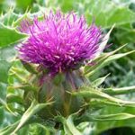 blessed-thistle-bs