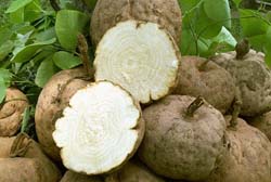 pueraria-mirifica