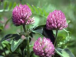 red-clover