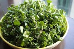 watercress