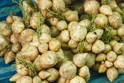 wild-yam